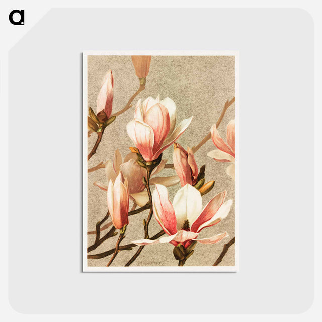 アートポストカード-Magnolia
 - ボストン公共図書館 Postcard.