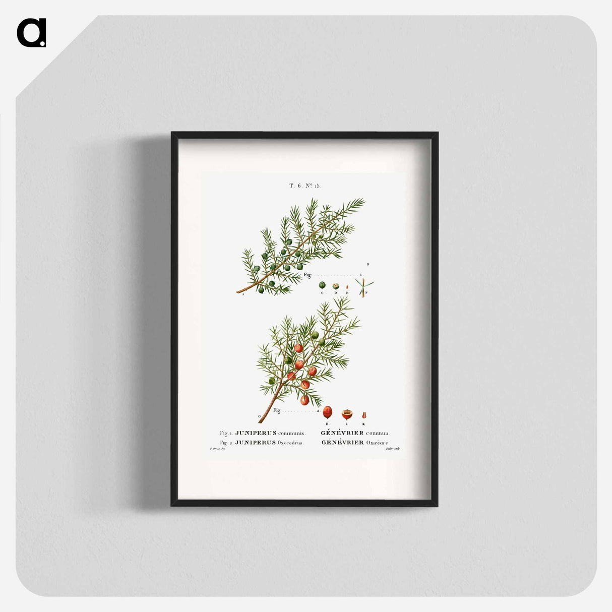 Common juniper, Juniperus communis and Prickly juniper, Juniperus oxycedrus - ピエール ジョゼフ ルドゥーテ Poster.