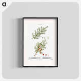 Common juniper, Juniperus communis and Prickly juniper, Juniperus oxycedrus - ピエール ジョゼフ ルドゥーテ Poster.