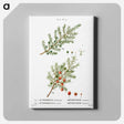 アートパネル-Common juniper, Juniperus communis and Prickly juniper, Juniperus oxycedrus - ピエール ジョゼフ ルドゥーテ Canvas.