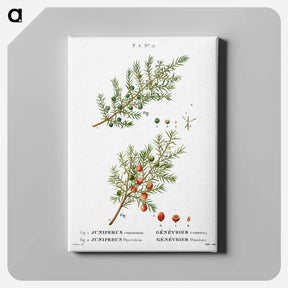 アートパネル-Common juniper, Juniperus communis and Prickly juniper, Juniperus oxycedrus - ピエール ジョゼフ ルドゥーテ Canvas.