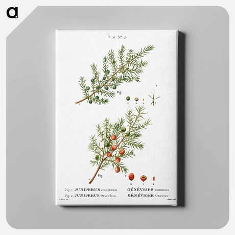 アートパネル-Common juniper, Juniperus communis and Prickly juniper, Juniperus oxycedrus - ピエール ジョゼフ ルドゥーテ Canvas.