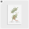 アートポストカード-Common juniper, Juniperus communis and Prickly juniper, Juniperus oxycedrus - ピエール ジョゼフ ルドゥーテ Postcard.