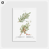 アートポストカード-Common juniper, Juniperus communis and Prickly juniper, Juniperus oxycedrus - ピエール ジョゼフ ルドゥーテ Postcard.