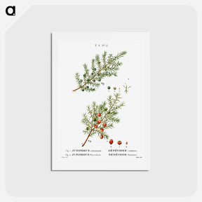 アートポストカード-Common juniper, Juniperus communis and Prickly juniper, Juniperus oxycedrus - ピエール ジョゼフ ルドゥーテ Postcard.