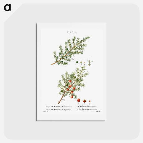 アートポストカード-Common juniper, Juniperus communis and Prickly juniper, Juniperus oxycedrus - ピエール ジョゼフ ルドゥーテ Postcard.