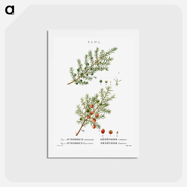 アートポストカード-Common juniper, Juniperus communis and Prickly juniper, Juniperus oxycedrus - ピエール ジョゼフ ルドゥーテ Postcard.