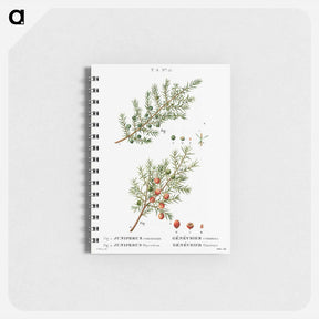アートメモ帳-Common juniper, Juniperus communis and Prickly juniper, Juniperus oxycedrus - ピエール ジョゼフ ルドゥーテ Memo.