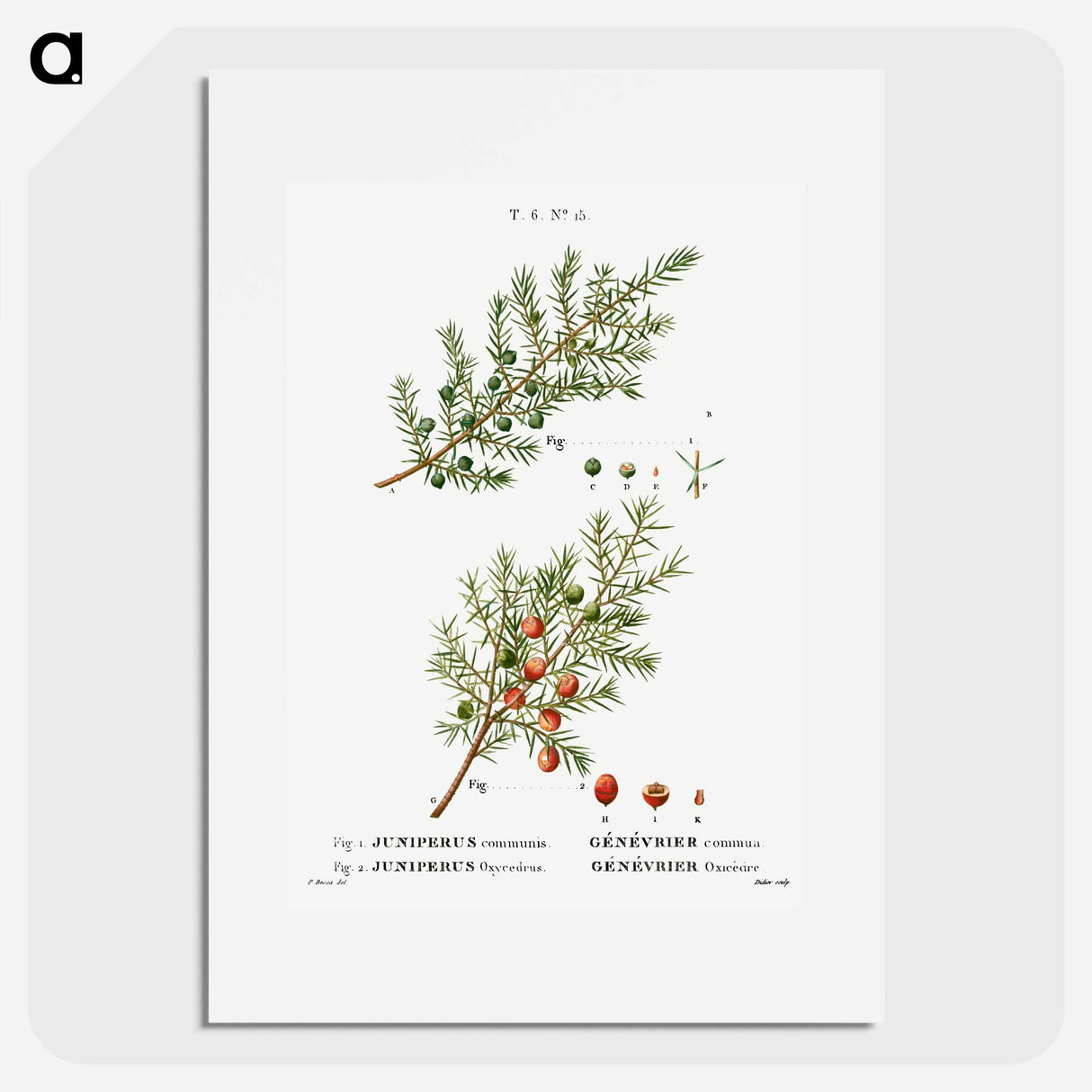 Common juniper, Juniperus communis and Prickly juniper, Juniperus oxycedrus - Pierre-Joseph Redouté Poster.