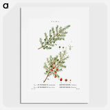 Common juniper, Juniperus communis and Prickly juniper, Juniperus oxycedrus - Pierre-Joseph Redouté Poster.