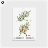 アートポストカード-Common juniper, Juniperus communis and Prickly juniper, Juniperus oxycedrus - ピエール ジョゼフ ルドゥーテ Postcard.