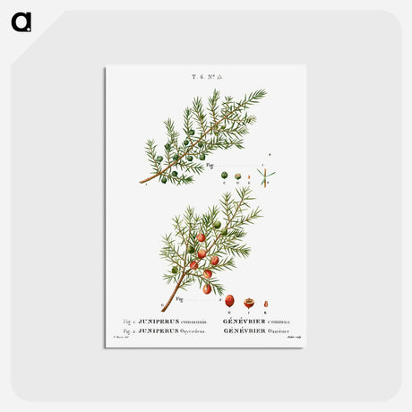 アートポストカード-Common juniper, Juniperus communis and Prickly juniper, Juniperus oxycedrus - ピエール ジョゼフ ルドゥーテ Postcard.