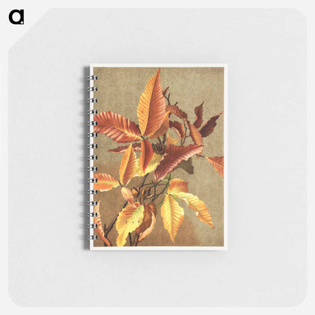 アートメモ帳-Autumn Leaves no 3 Beech
 - ボストン公共図書館 Memo.
