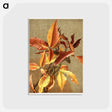 アートポストカード-Autumn Leaves no 3 Beech
 - ボストン公共図書館 Postcard.