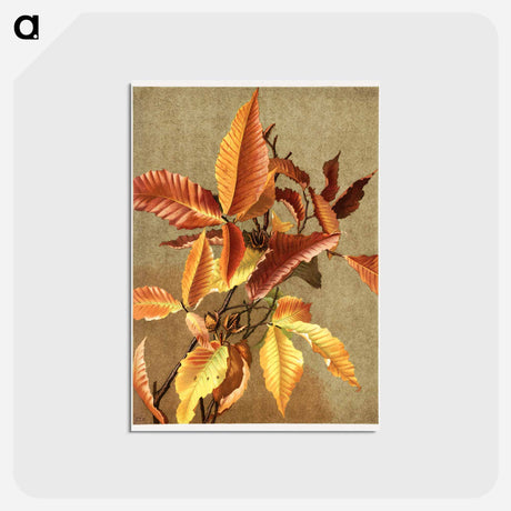 アートポストカード-Autumn Leaves no 3 Beech
 - ボストン公共図書館 Postcard.