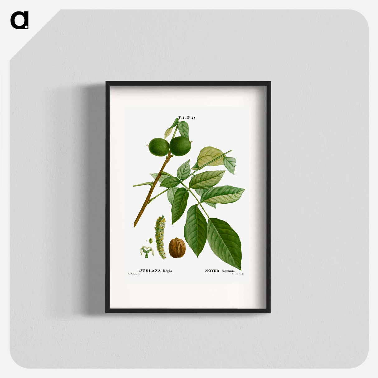 English walnut, Juglans regia - ピエール ジョゼフ ルドゥーテ Poster.