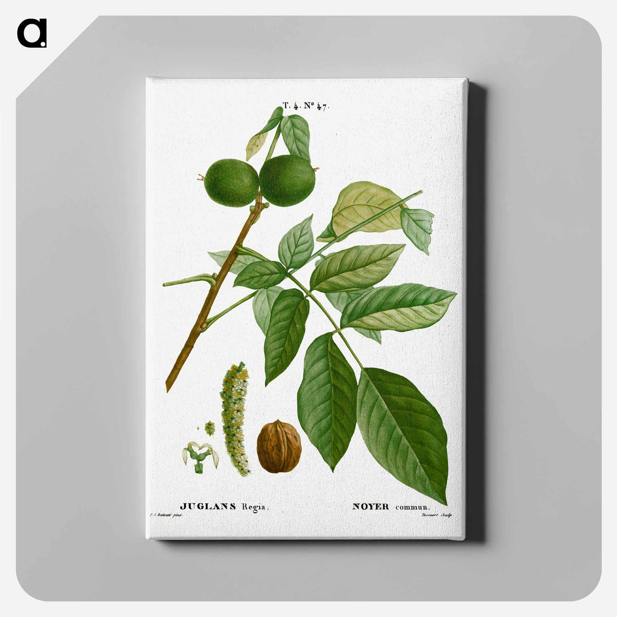 アートパネル-English walnut, Juglans regia - ピエール ジョゼフ ルドゥーテ Canvas.