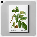 アートパネル-English walnut, Juglans regia - ピエール ジョゼフ ルドゥーテ Canvas.