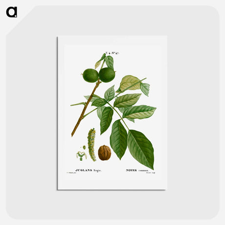 アートポストカード-English walnut, Juglans regia - ピエール ジョゼフ ルドゥーテ Postcard.