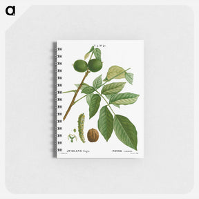 アートメモ帳-English walnut, Juglans regia - ピエール ジョゼフ ルドゥーテ Memo.