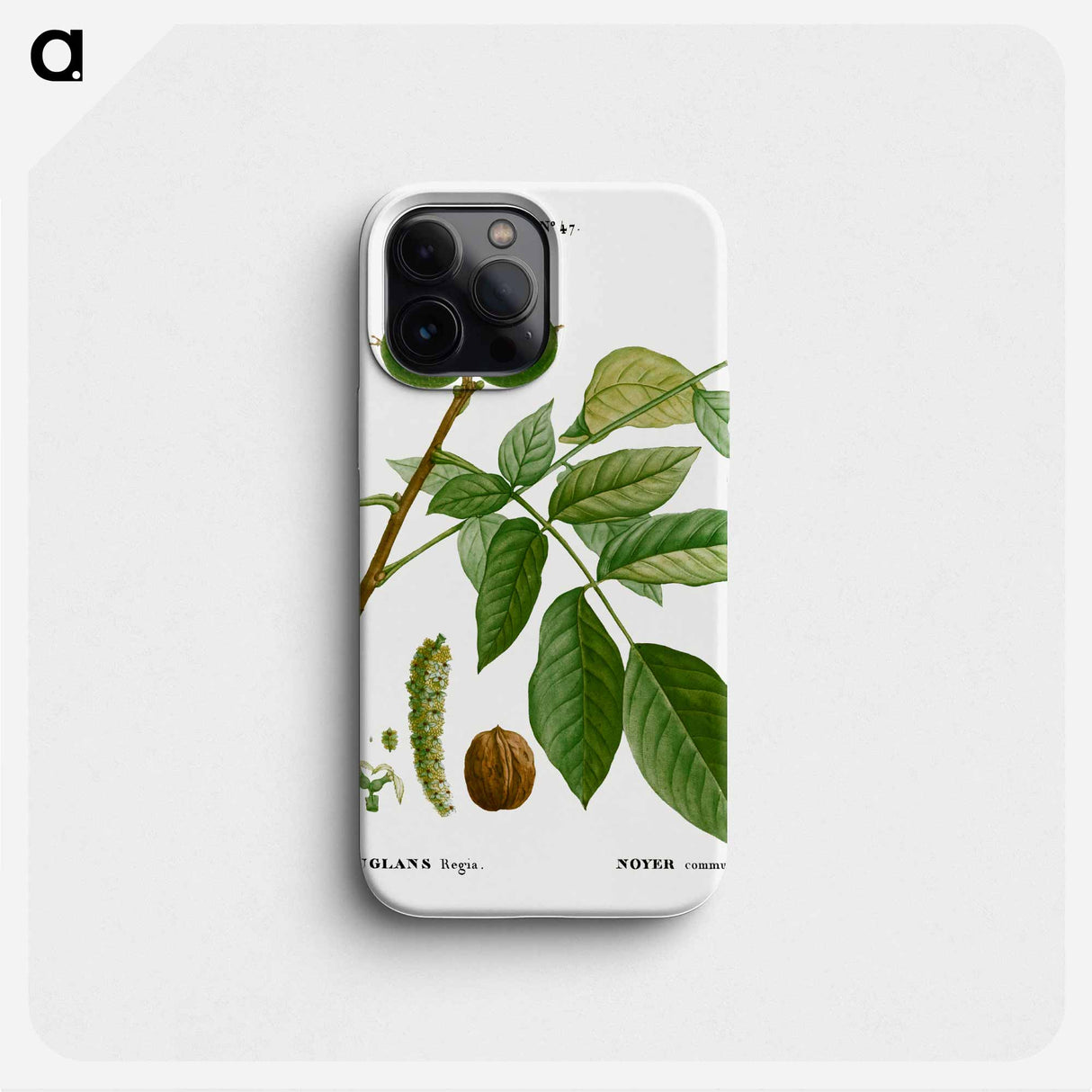 English walnut, Juglans regia - ピエール ジョゼフ ルドゥーテ Phone Case.