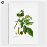 English walnut, Juglans regia - ピエール ジョゼフ ルドゥーテ Poster.