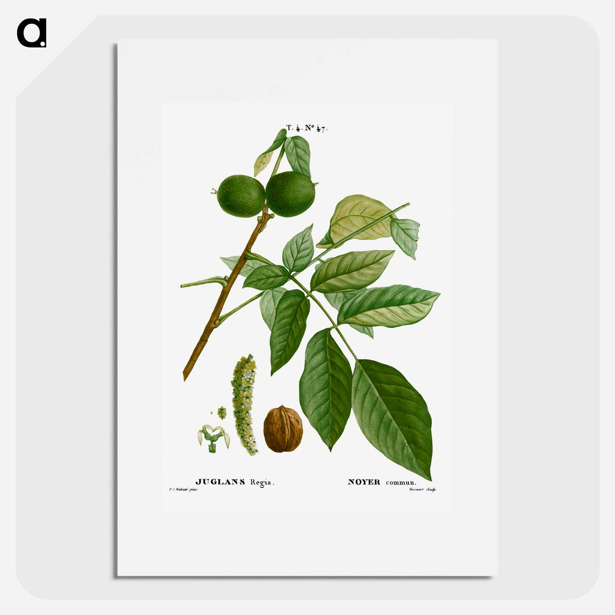 English walnut, Juglans regia - Pierre-Joseph Redouté Poster.