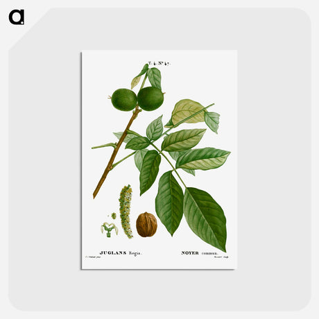 アートポストカード-English walnut, Juglans regia - ピエール ジョゼフ ルドゥーテ Postcard.