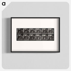アートポスター-Elephant Walk
 - エドワード マイブリッジ Poster.