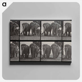 アートパネル-Elephant Walk
 - エドワード マイブリッジ Canvas.