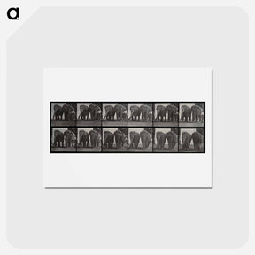アートポストカード-Elephant Walk
 - エドワード マイブリッジ Postcard.