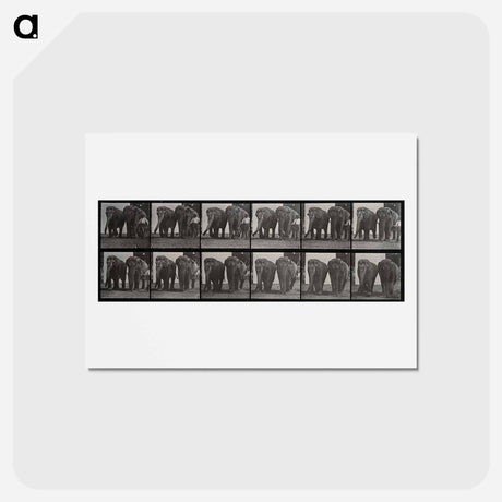 アートポストカード-Elephant Walk
 - エドワード マイブリッジ Postcard.