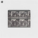 アートメモ帳-Elephant Walk
 - エドワード マイブリッジ Memo.