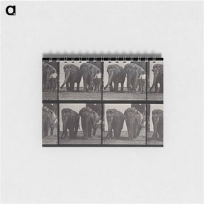 アートメモ帳-Elephant Walk
 - エドワード マイブリッジ Memo.