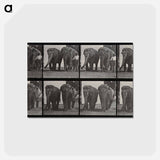 アートポストカード-Elephant Walk
 - エドワード マイブリッジ Postcard.