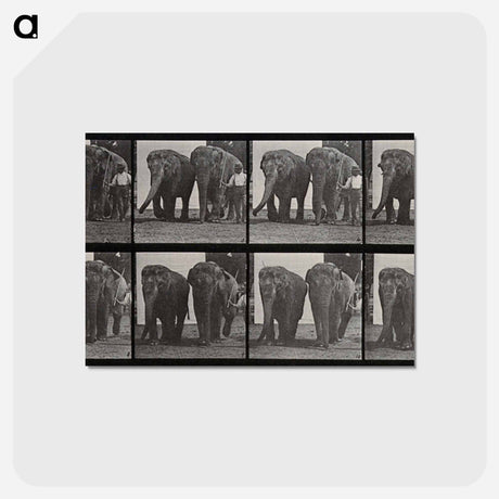 アートポストカード-Elephant Walk
 - エドワード マイブリッジ Postcard.