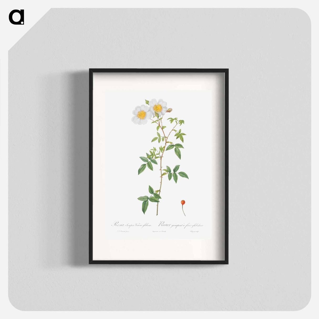 Rosa sempervirens also known as Climbing Rose with Globose Fruit - Pierre-Joseph Redouté Poster.