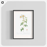 Rosa sempervirens also known as Climbing Rose with Globose Fruit - Pierre-Joseph Redouté Poster.