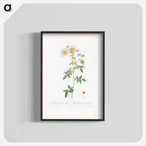 アートポスター-Rosa sempervirens also known as Climbing Rose with Globose Fruit - ピエール ジョゼフ ルドゥーテ Poster.
