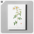 アートパネル-Rosa sempervirens also known as Climbing Rose with Globose Fruit - ピエール ジョゼフ ルドゥーテ Canvas.