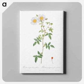 アートパネル-Rosa sempervirens also known as Climbing Rose with Globose Fruit - ピエール ジョゼフ ルドゥーテ Canvas.