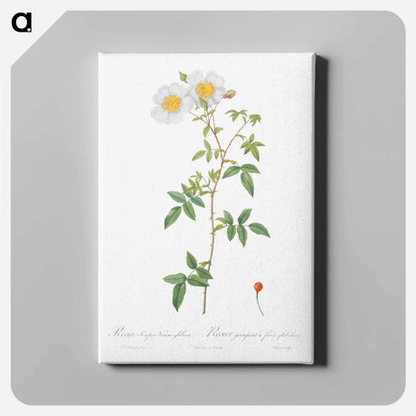 アートパネル-Rosa sempervirens also known as Climbing Rose with Globose Fruit - ピエール ジョゼフ ルドゥーテ Canvas.