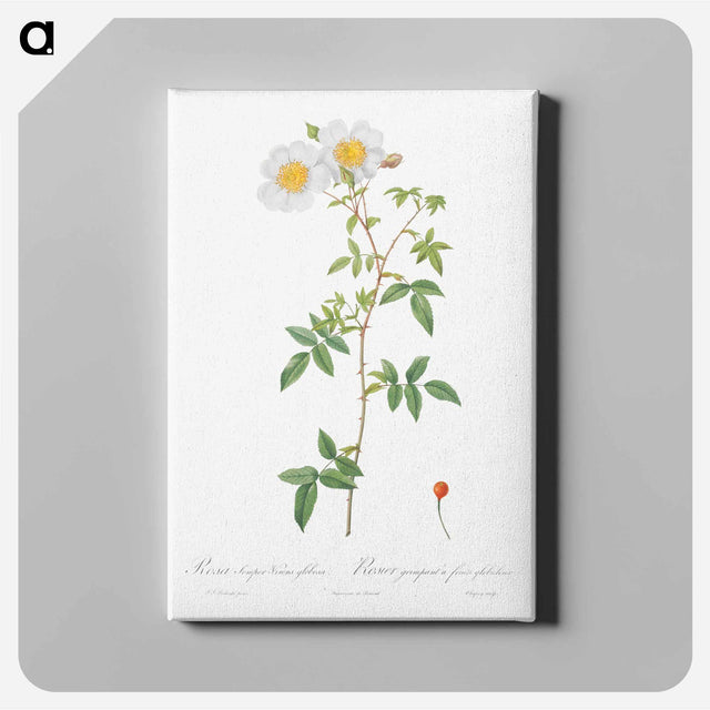 アートパネル-Rosa sempervirens also known as Climbing Rose with Globose Fruit - ピエール ジョゼフ ルドゥーテ Canvas.