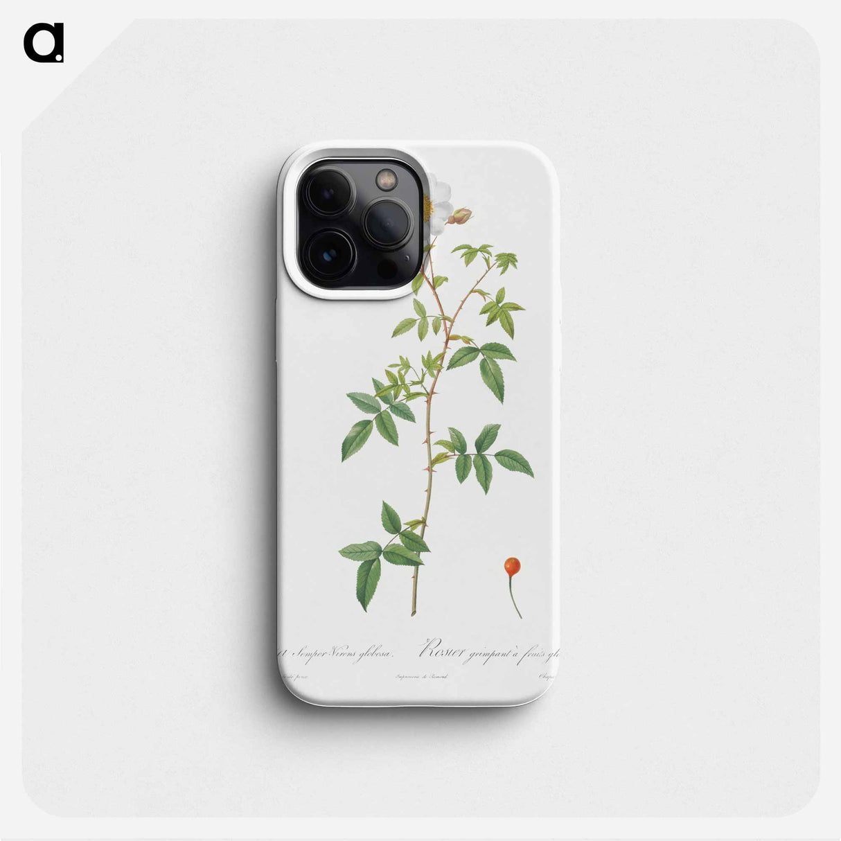 Rosa sempervirens also known as Climbing Rose with Globose Fruit - ピエール ジョゼフ ルドゥーテ Phone Case.