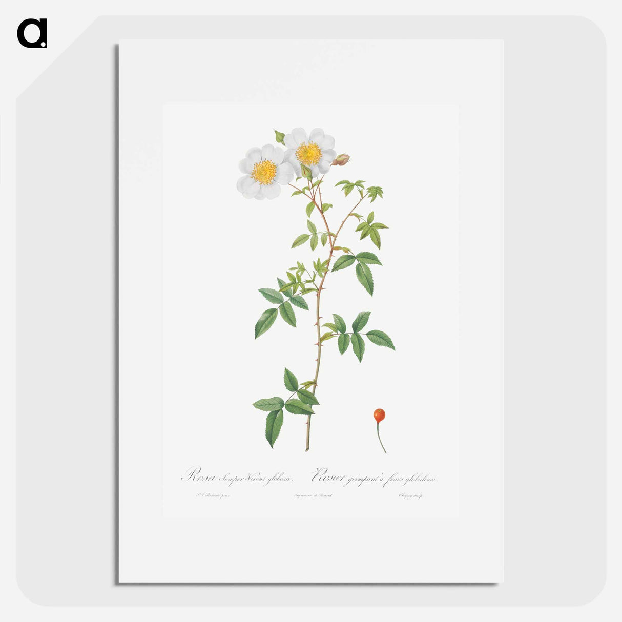 Rosa sempervirens also known as Climbing Rose with Globose Fruit - Pierre-Joseph Redouté Poster.