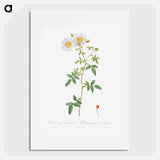 Rosa sempervirens also known as Climbing Rose with Globose Fruit - Pierre-Joseph Redouté Poster.