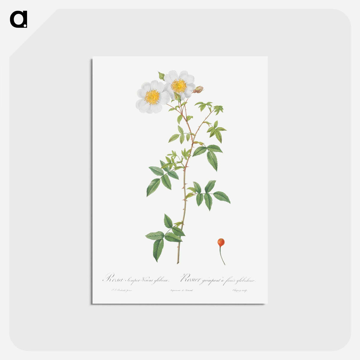 アートポストカード-Rosa sempervirens also known as Climbing Rose with Globose Fruit - ピエール ジョゼフ ルドゥーテ Postcard.