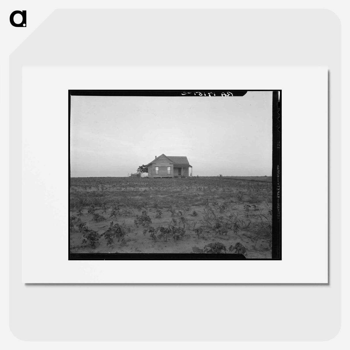 Cotton sharecropper farm, Texas - Dorothea Lange Poster.