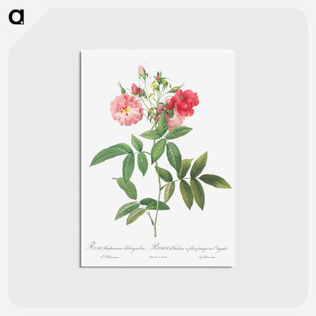 アートポストカード-Subcorymbose Hudson Rose - ピエール ジョゼフ ルドゥーテ Postcard.