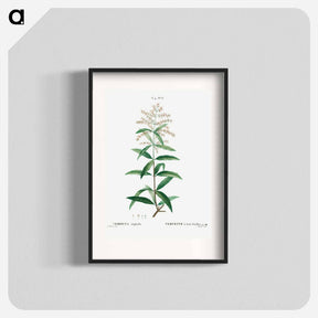 アートポスター-Lemon verbena, Verbena triphylla - ピエール ジョゼフ ルドゥーテ Poster.